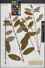 Foto von Salix pedicellata Desf.
